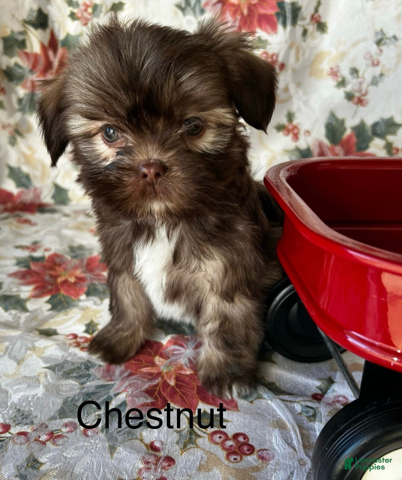 Lhasa Apso dogs Lhasa Apso Puppy 2 - Ad 1
