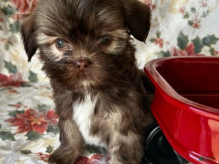 Lhasa Apso dogs Lhasa Apso Puppy 2 - Ad 1