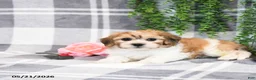 Teddy Bear dogs for sale: Skippy - Ad 3