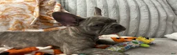 French Bulldog dogs for sale: French Bulldog 2 - Ad 8