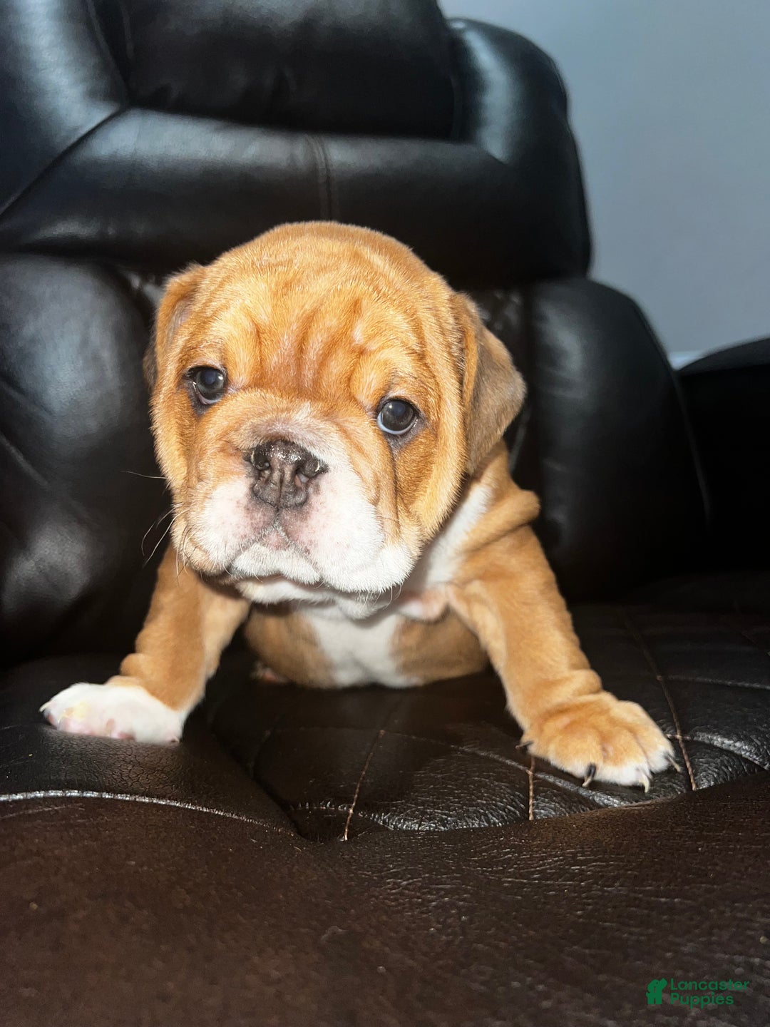 English Bulldog dogs for sale: English Bulldog litter of 5 puppies - Ad 13