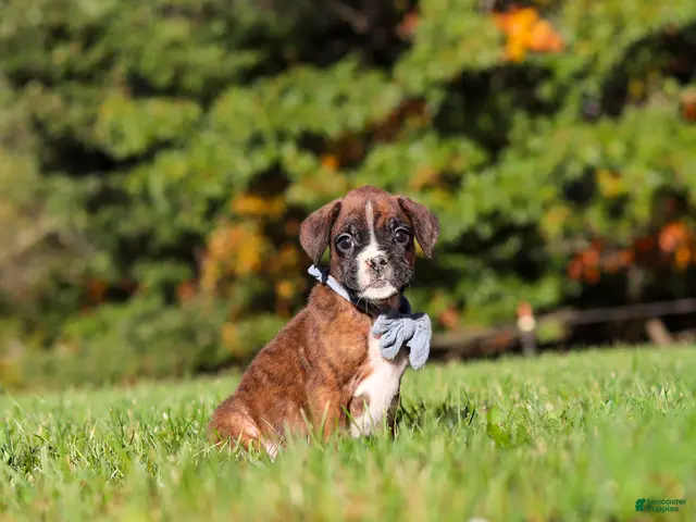 Boxer dogs Benji - Ad 1