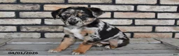 Mixed Breed dogs for sale: Annie - Ad 3