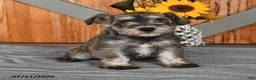 Miniature Schnauzer dogs for sale: Martha - Ad 1