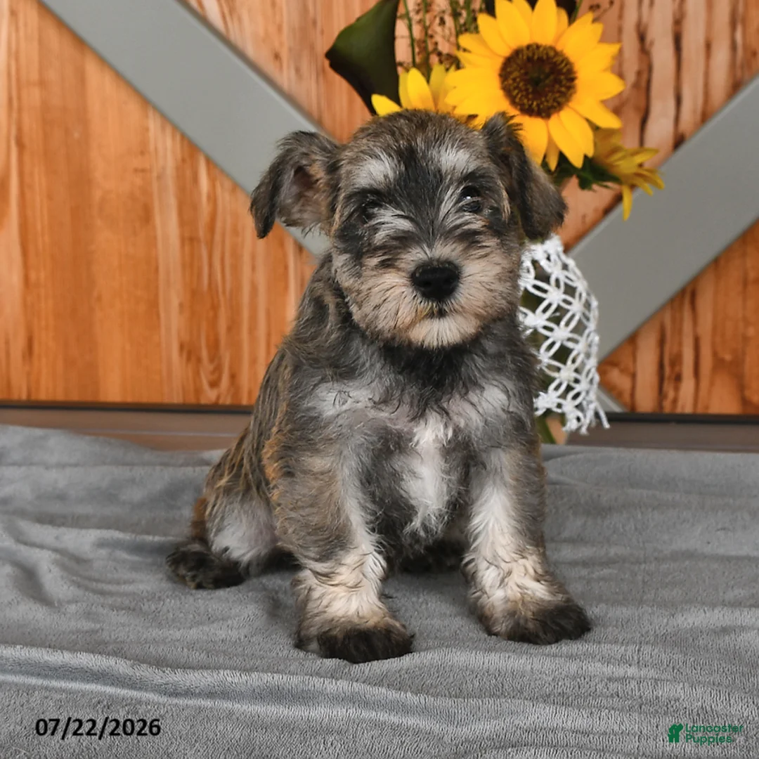 Miniature Schnauzer dogs for sale: Martha - Ad 1