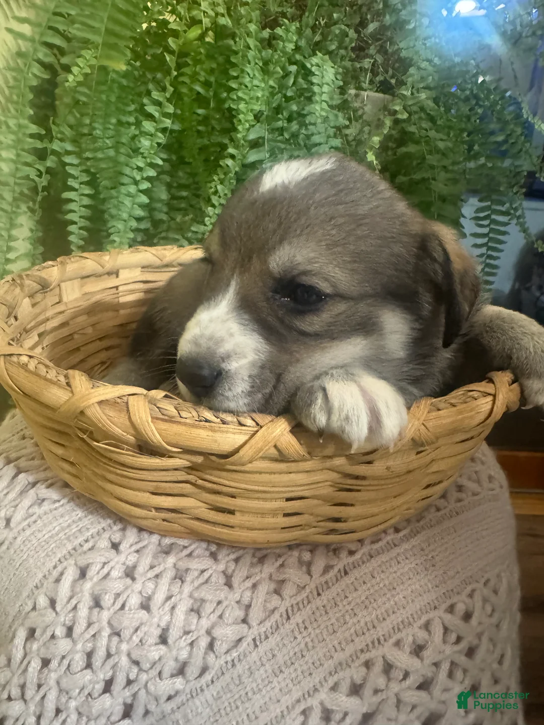 Mixed Breed dogs for sale: Sweetheart - Ad 9