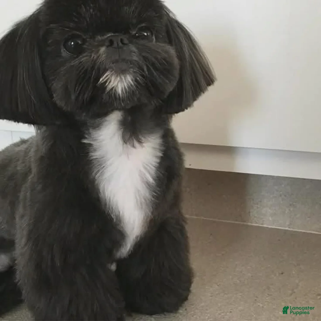 Shih Tzu dogs for sale: Milo  - Ad 4