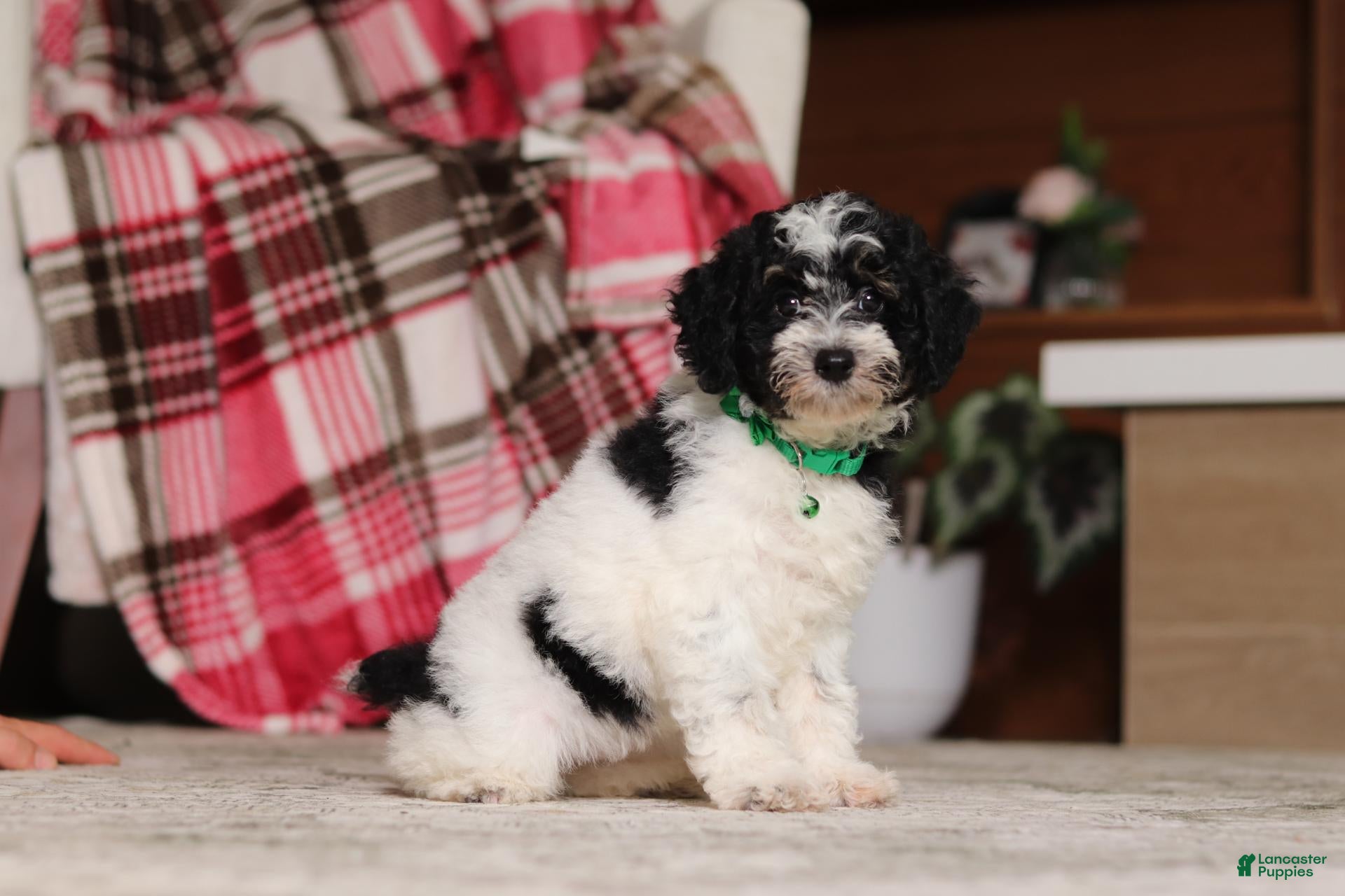 Miniature Poodle dogs Millie - Ad 1