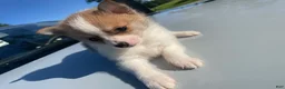 Mixed Breed dogs for sale: Mixed Breed Puppy 3 - Ad 2