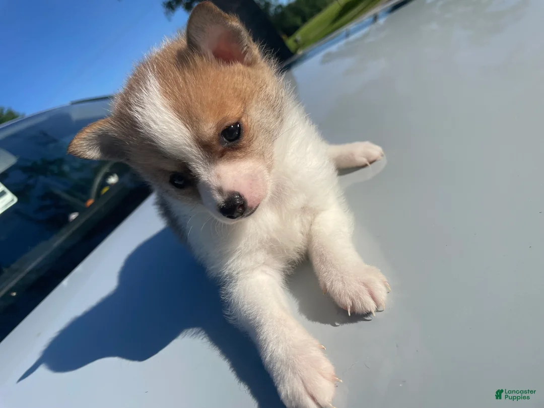 Mixed Breed dogs for sale: Mixed Breed Puppy 3 - Ad 2