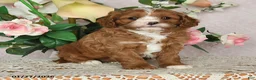 Cavapoo dogs for sale: Ilene - Ad 4