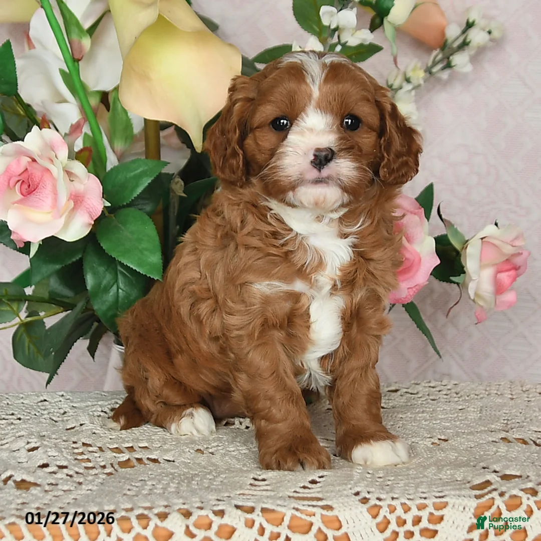 Cavapoo dogs for sale: Ilene - Ad 4