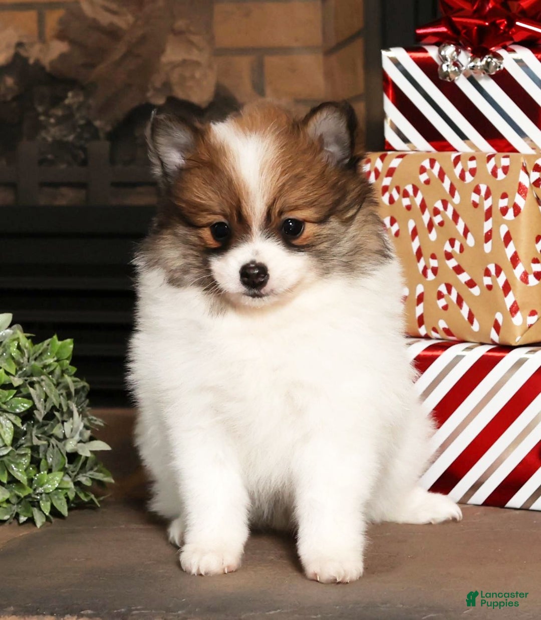 Pomeranian dogs for sale: Lexie - Ad 2