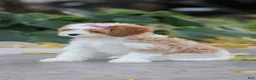 Cavapoo dogs for sale: Sophia - Ad 5
