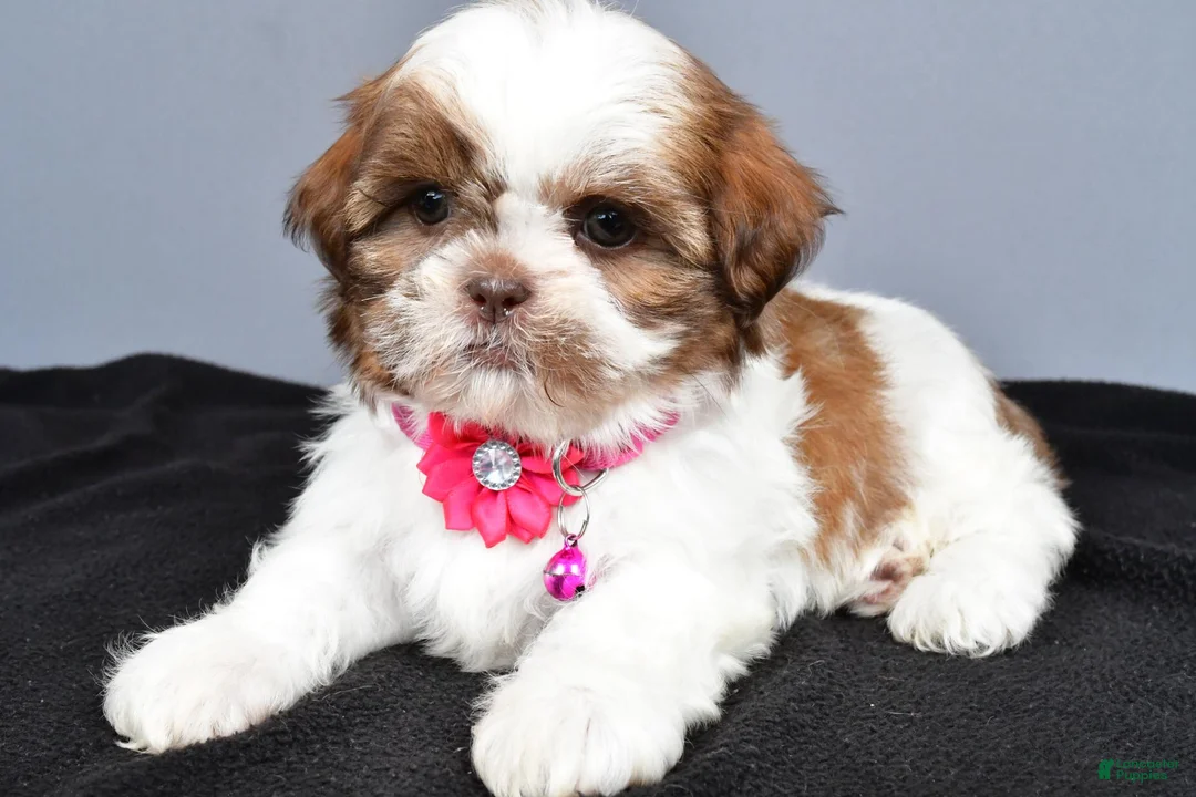 Shih Tzu dogs for sale: Hope - Ad 2