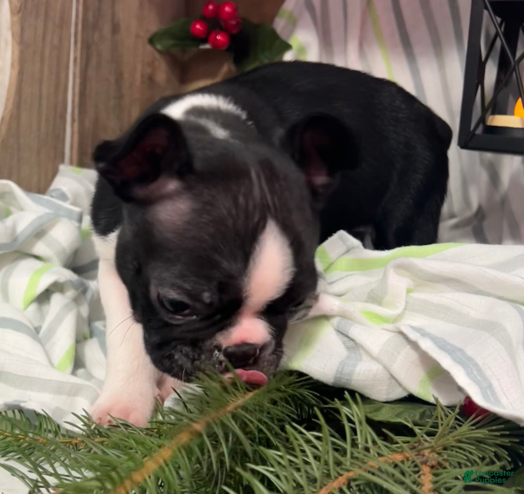 Boston Terrier dogs for sale: Bubba - Ad 3
