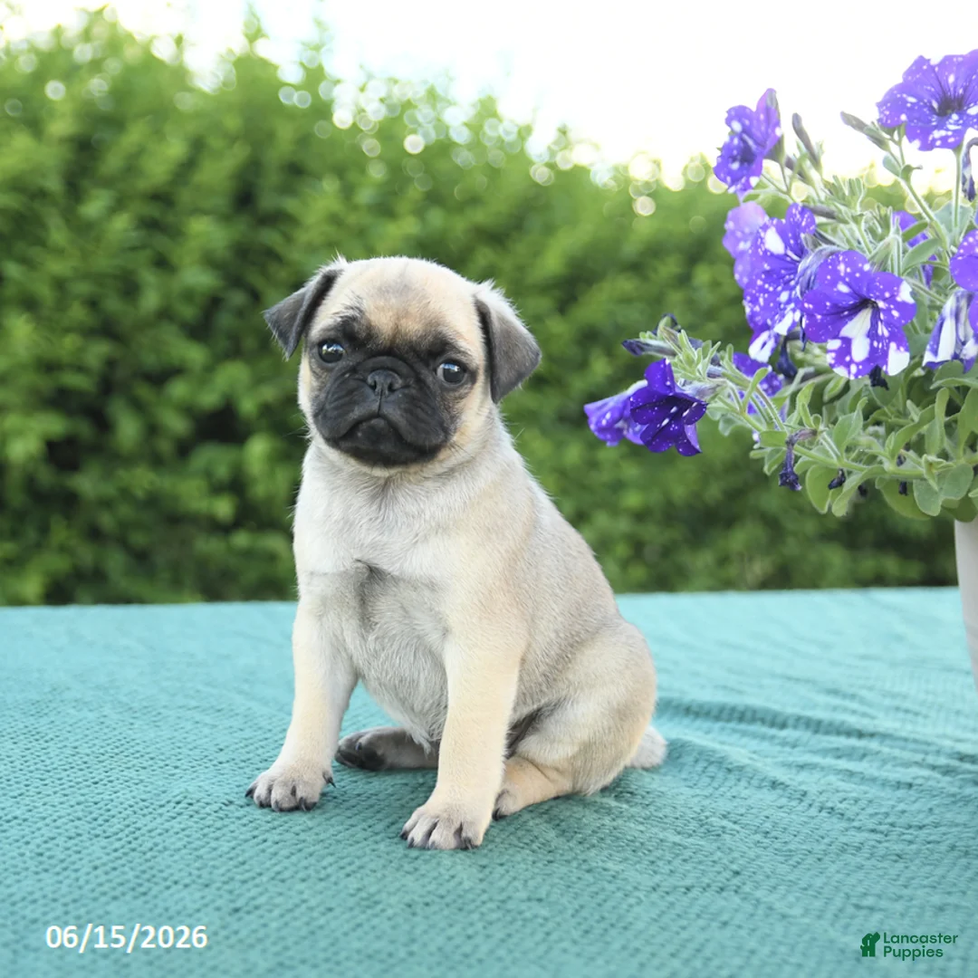 Pug dogs for sale: Jennifer - Ad 1
