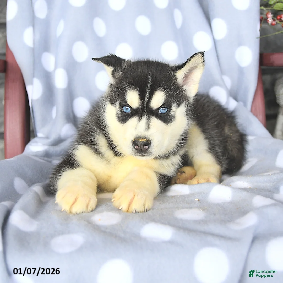 Siberian Husky dogs for sale: Brady - Ad 3