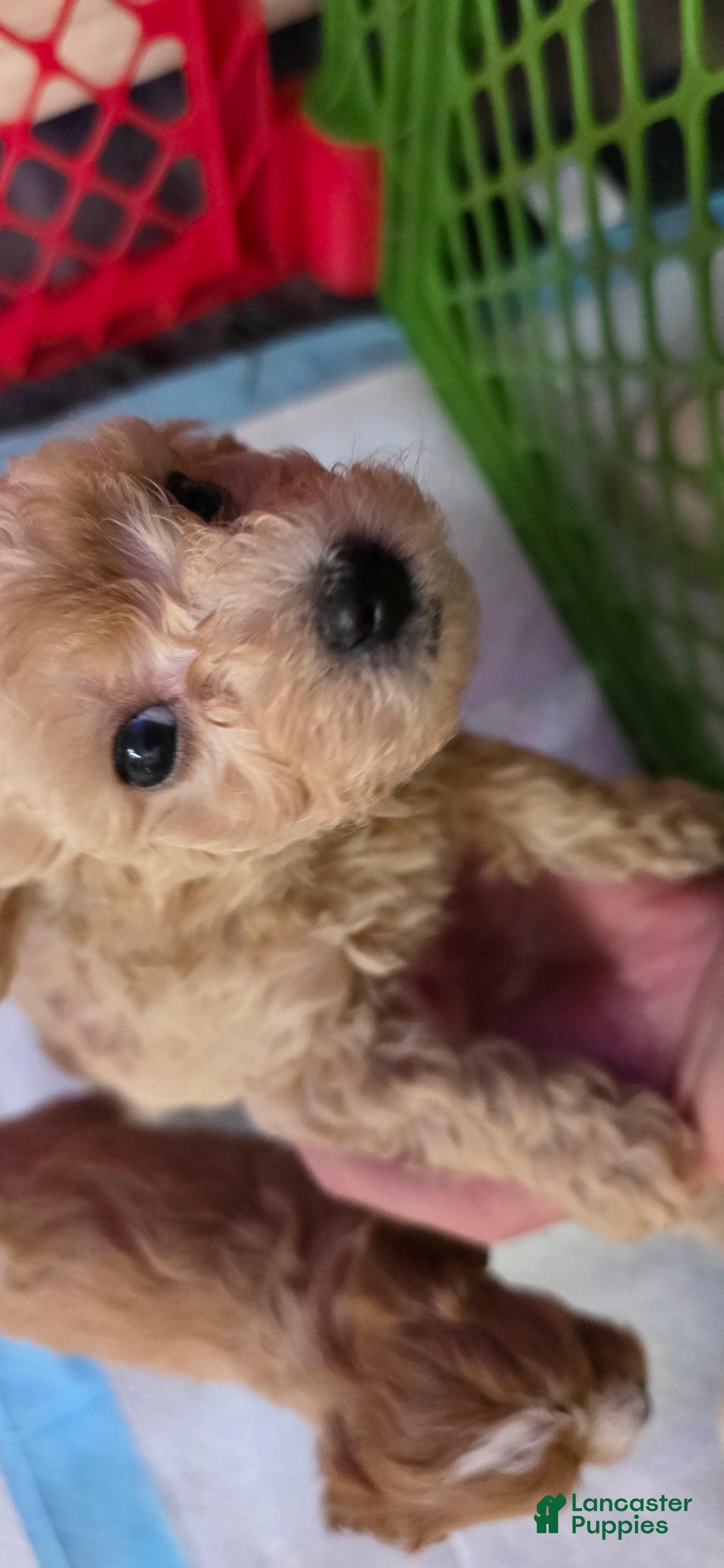 Bichpoo dogs Bichpoo 4 - Ad 11