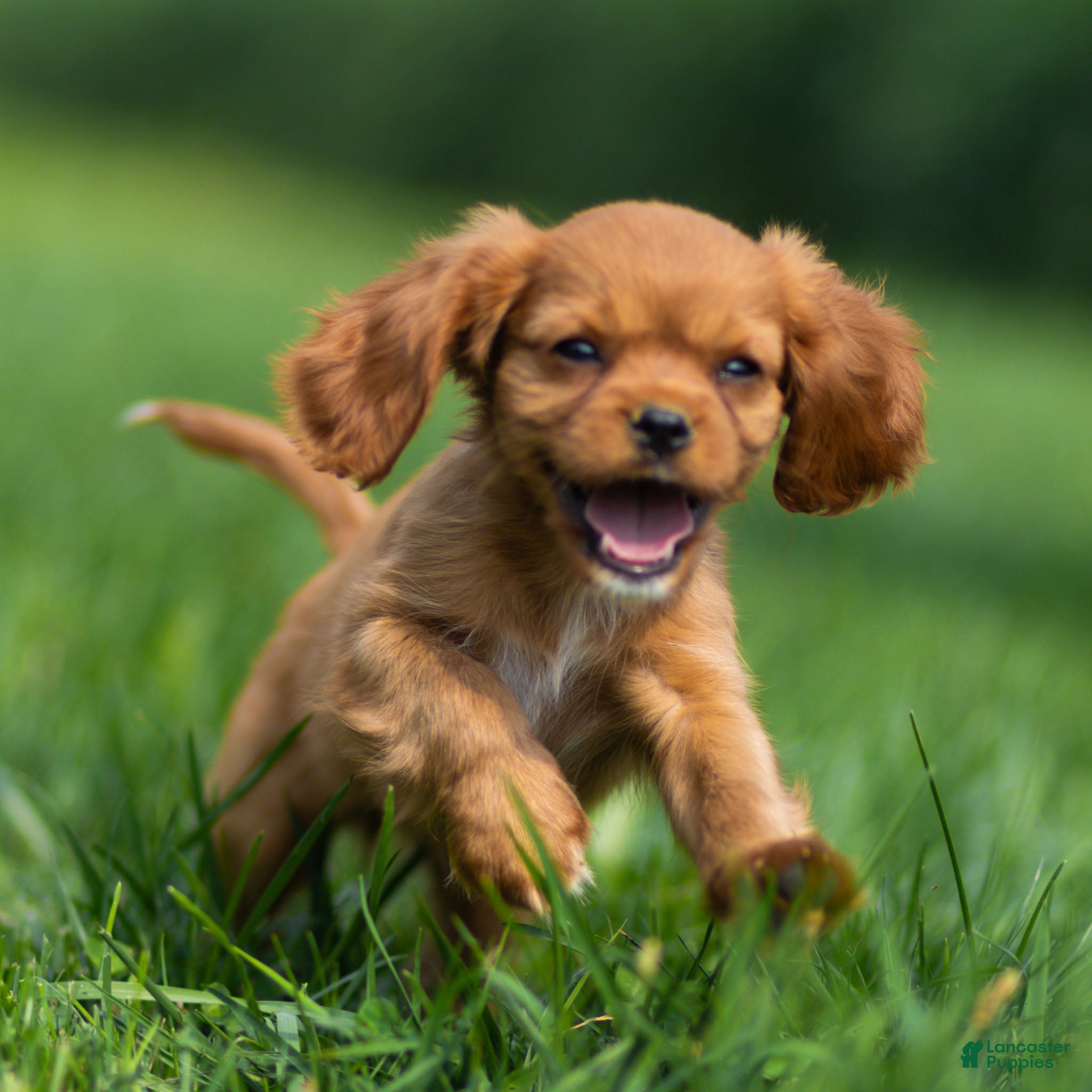 Cavalier King Charles Spaniel dogs Hazel Cavalier King Charles Spaniel  - Ad 1