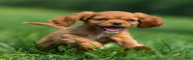 Hazel Cavalier King Charles Spaniel 