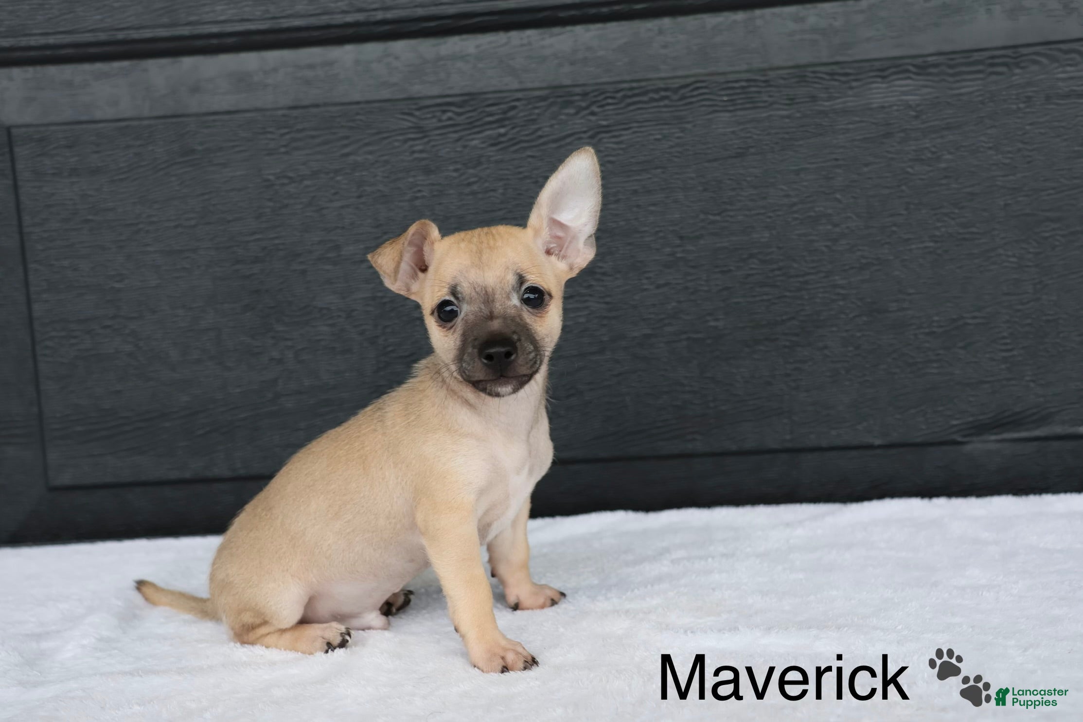 Chihuahua dogs Maverick  - Ad 1