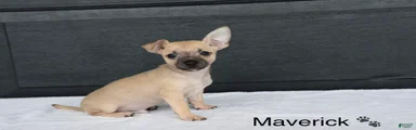Maverick 