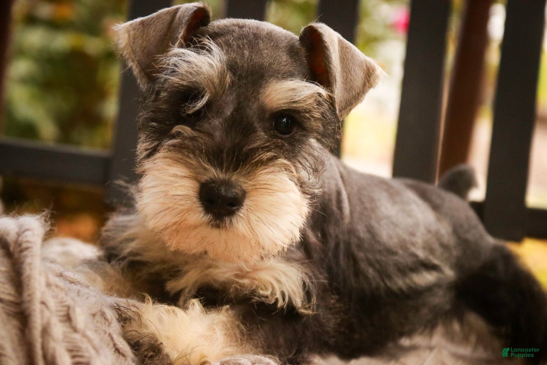 Miniature Schnauzer dogs for sale: Murphy - Ad 4