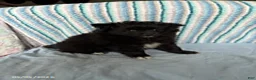 Pomeranian dogs for sale: Starburst - Ad 3