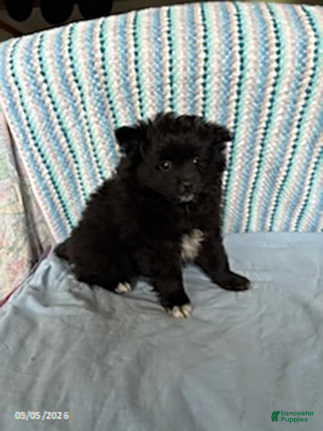 Pomeranian dogs for sale: Starburst - Ad 3