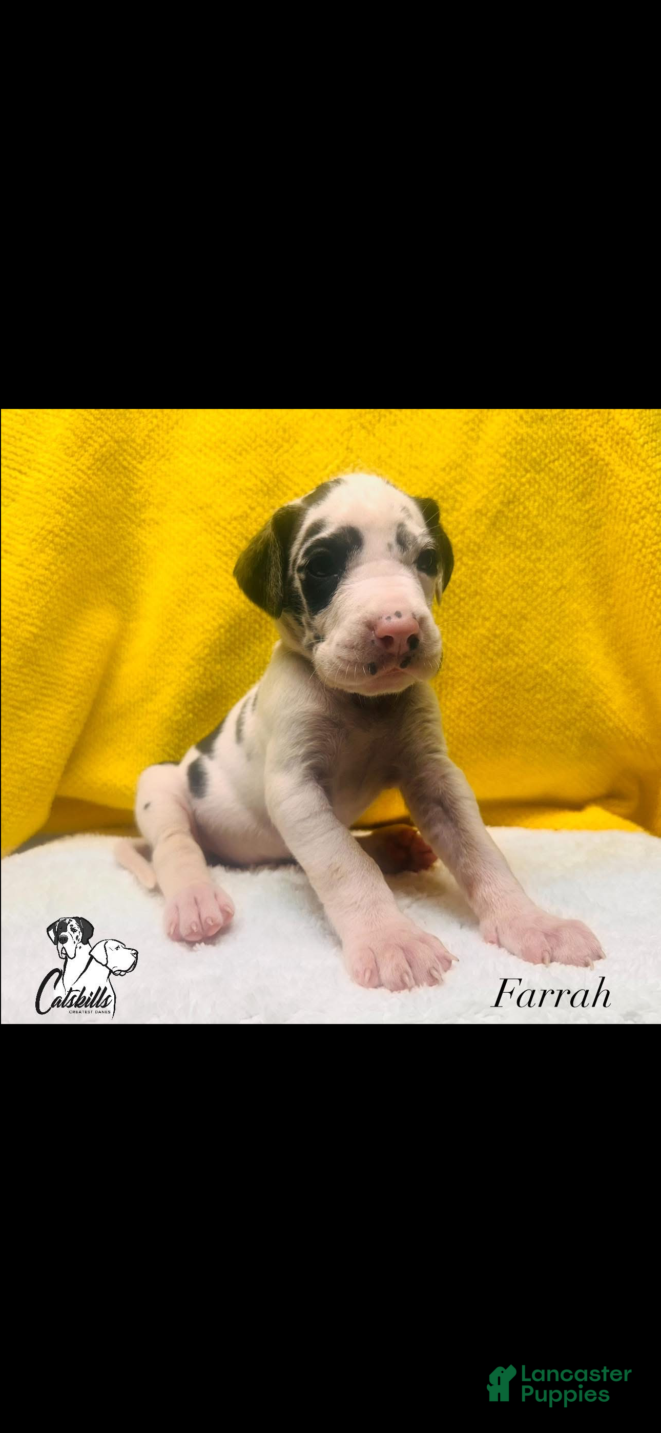 Great Dane dogs Farrah  - Ad 1