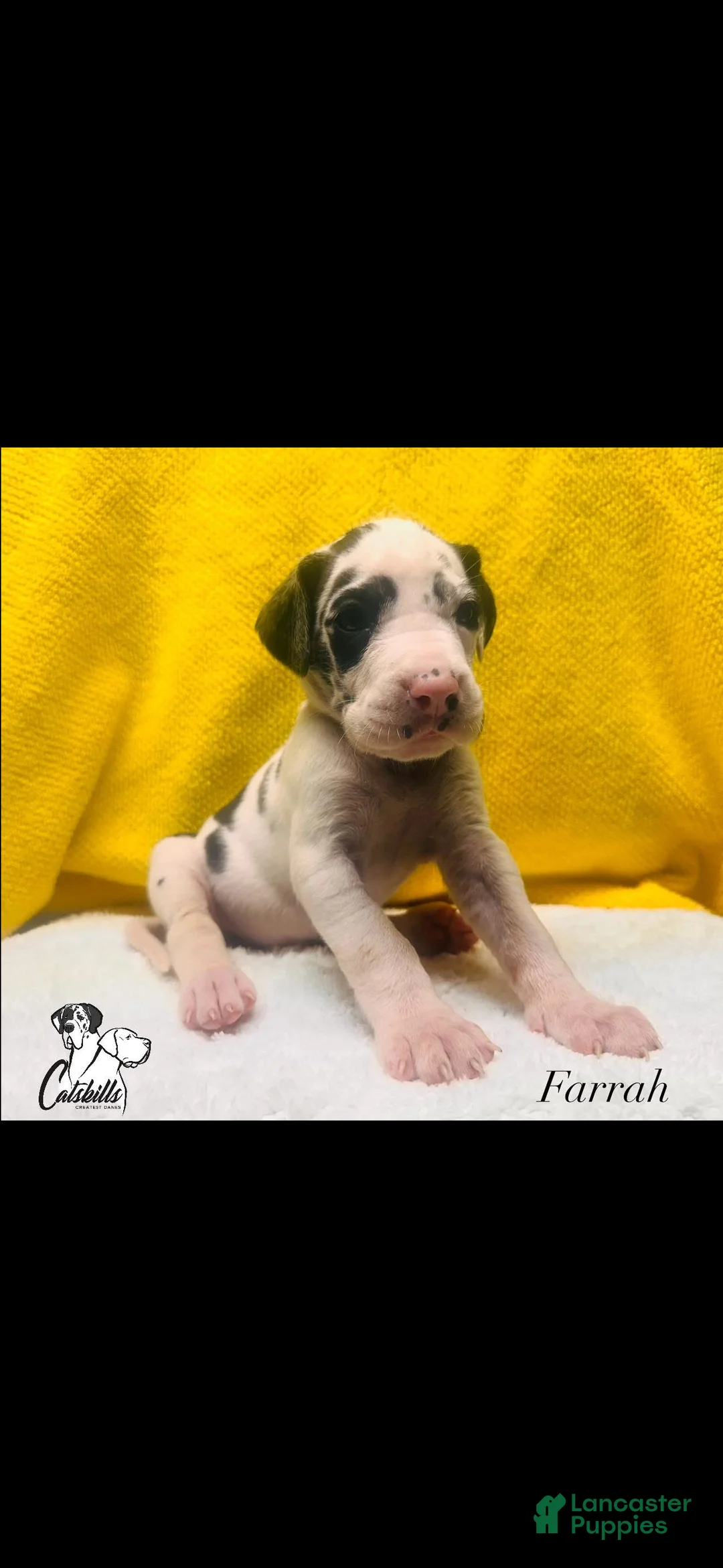 Great Dane dogs for sale: Farrah  - Ad 1