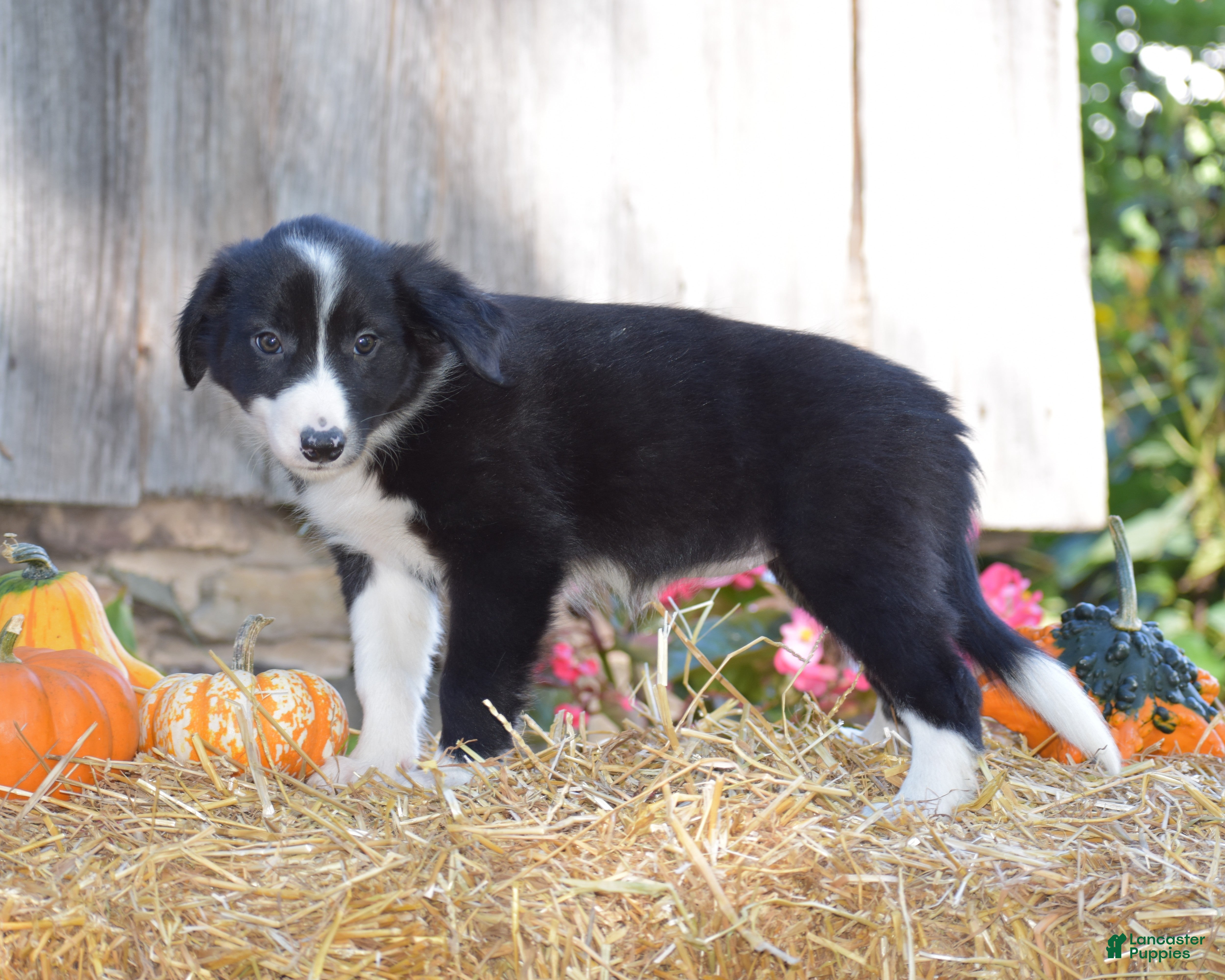 Border Collie dogs Tabitha - Ad 1