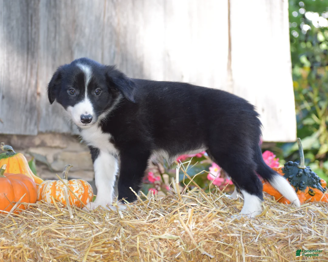 Border Collie dogs for sale: Tabitha - Ad 1