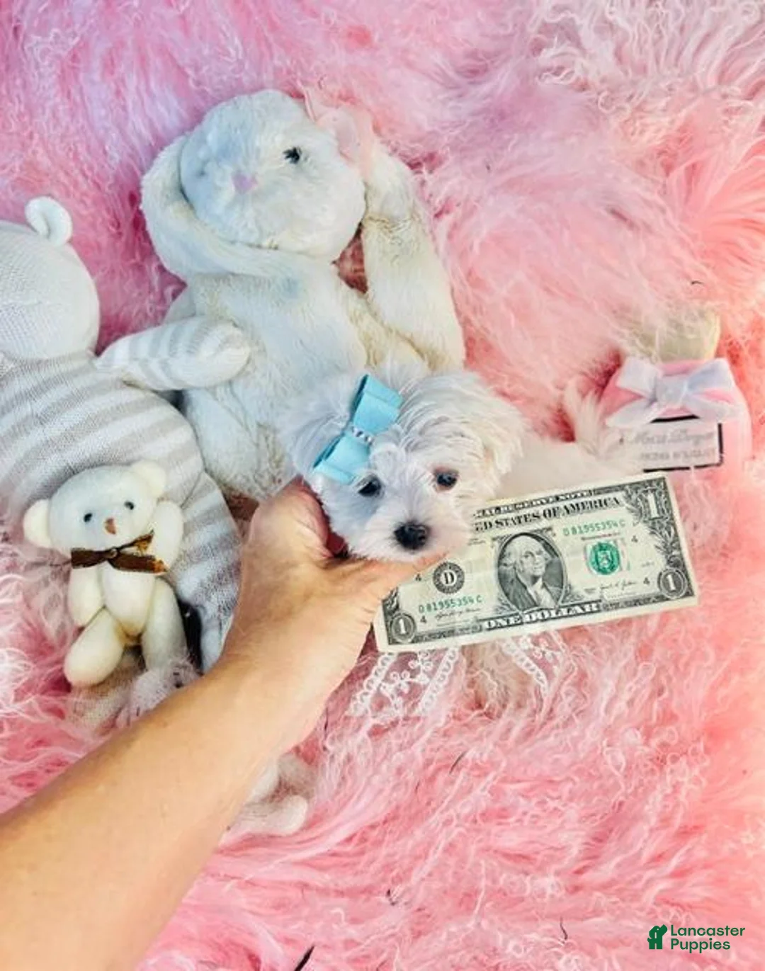 Maltese dogs for sale: Teacup Maltese 1 - Ad 2