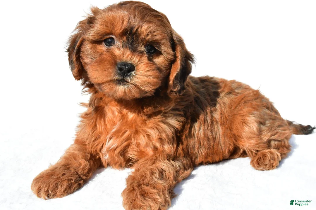 Shihpoo dogs for sale: Remi - Ad 1