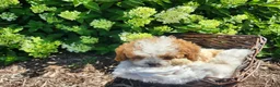 Cavapoo dogs for sale: Button  - Ad 7