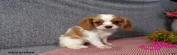 Cavalier King Charles Spaniel dogs for sale: Cassie   - Ad 3