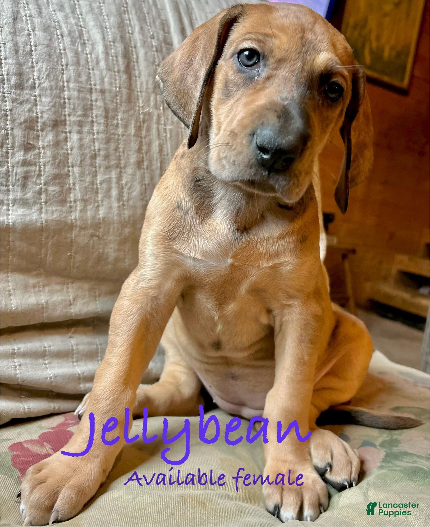 Great Dane dogs Jellybean - Ad 40
