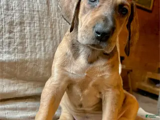 Great Dane dogs Jellybean - Ad 40