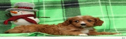 Cavapoo dogs for sale: Noel - Ad 7