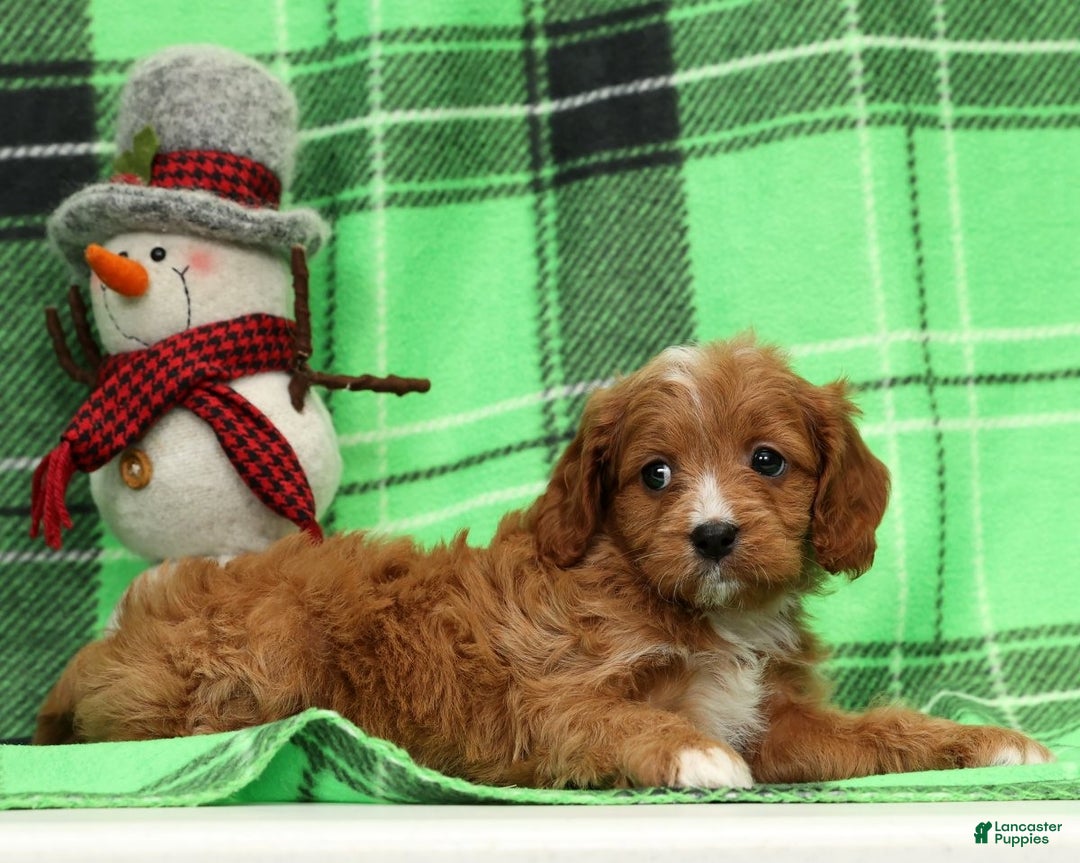 Cavapoo dogs for sale: Noel - Ad 7