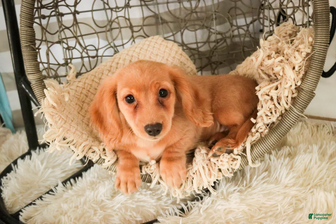 Miniature Dachshund dogs for sale: Taffy - Ad 2