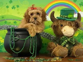 Cockapoo dogs for sale: Cassey - Ad 3