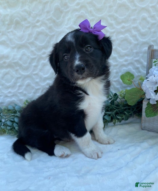 Border Collie dogs Patsy - Ad 1