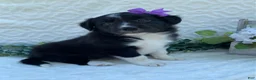 Border Collie dogs for sale: Patsy - Ad 1