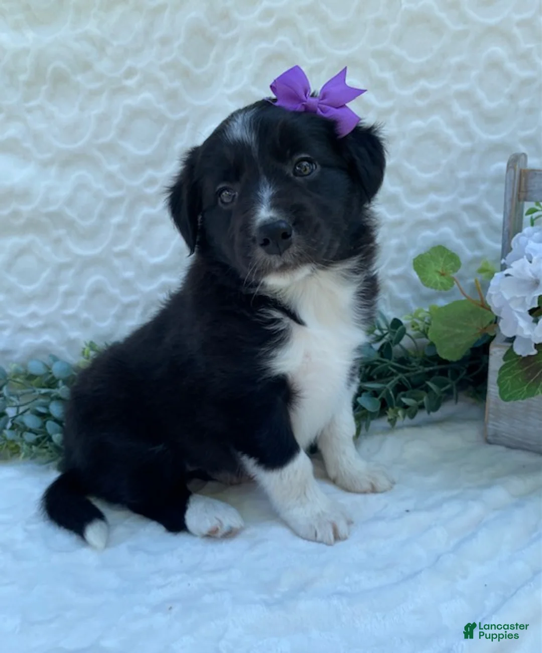 Border Collie dogs for sale: Patsy - Ad 1
