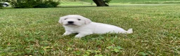 Golden Retriever dogs for sale: Dewey - Ad 11