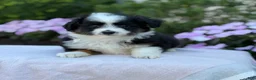 Miniature Australian Shepherd dogs for sale: Apple - Ad 7