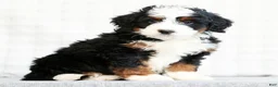 Mini Bernedoodle dogs for sale: Bryan - Ad 3
